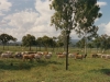 cattle-in-siberia-1994