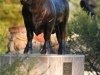 Santa Gertrudis Bull  Longreach Stockmans Hall of Fame  Completed 2009
